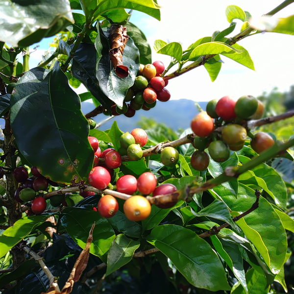 Natural vs. Washed Coffee: What's the difference?