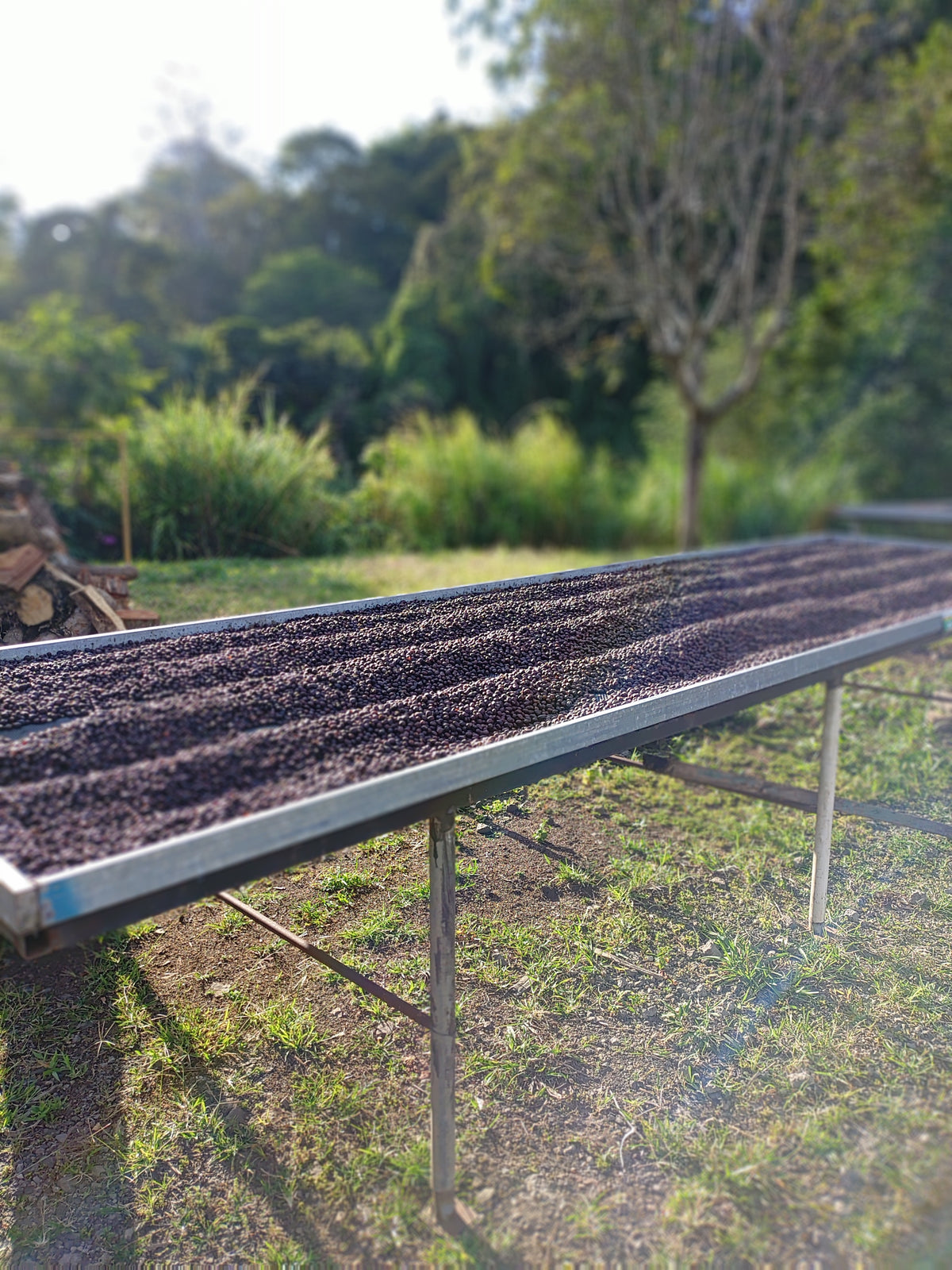 Costa Rica - Single Origin - Light Roast